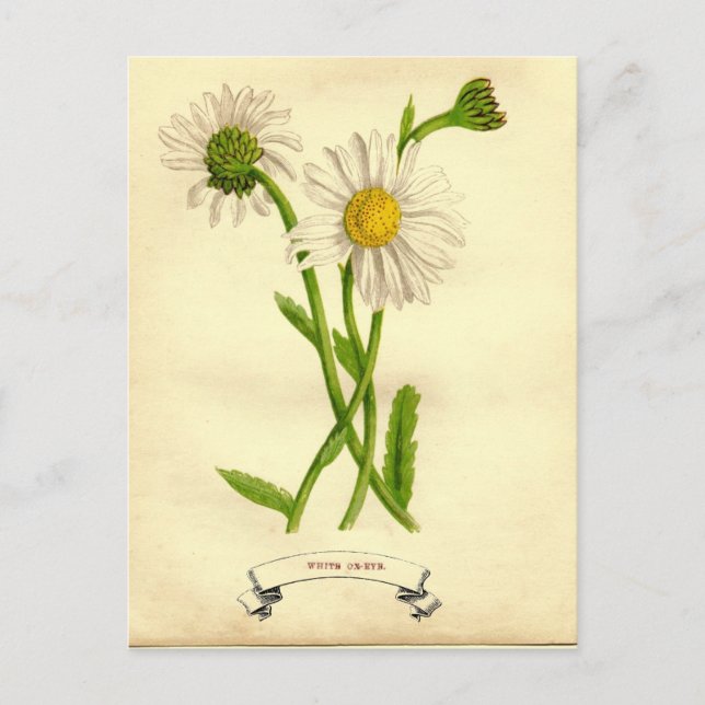 Vintage Daisy Botanical Illustration Postcard (Front)