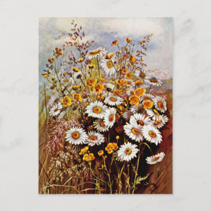 Vintage Daisy Buttercup Wildflowers  Postcard