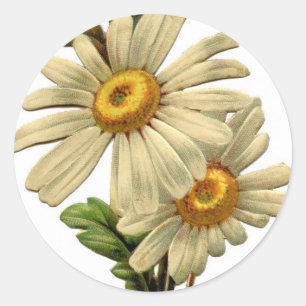 Vintage Daisy Classic Round Sticker