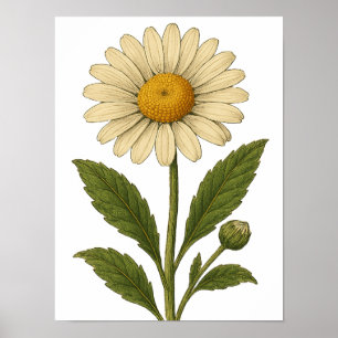 Vintage Daisy Poster