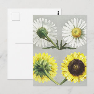 Vintage Daisy Sunflower Botanical Flower Art Postcard