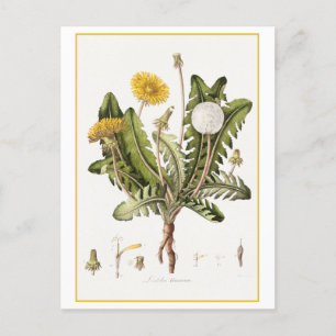 Vintage Dandelion Botanical Illustration Postcard