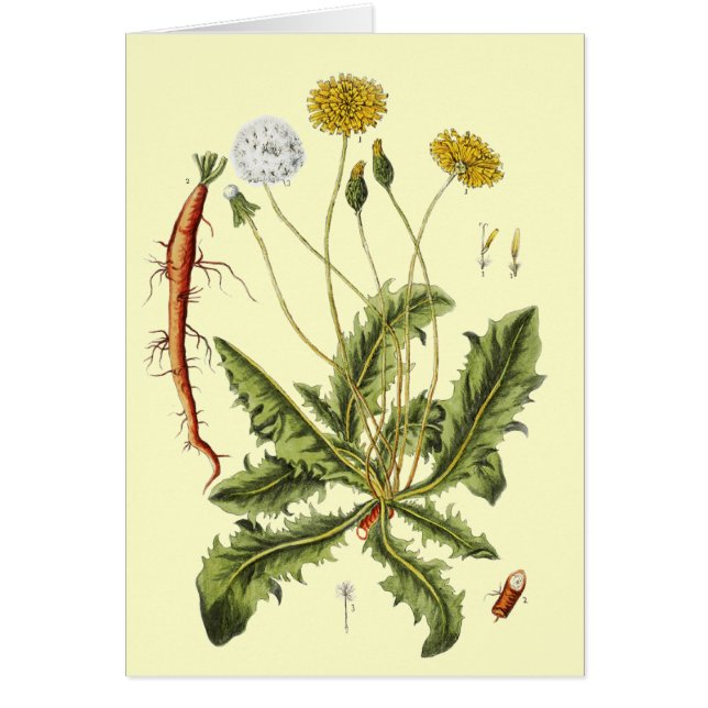 Vintage Dandelion Illustration (Front)