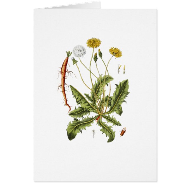 Vintage Dandelion Illustration (Front)