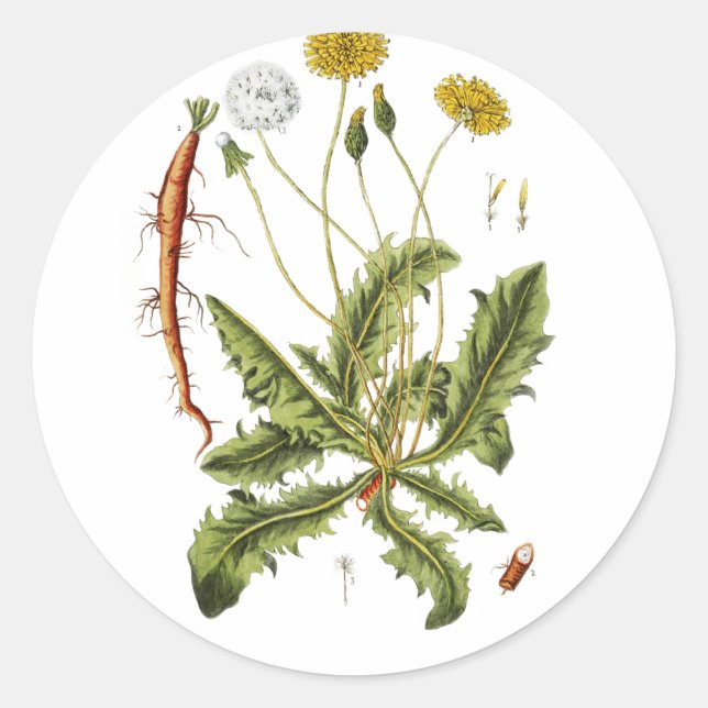 Vintage Dandelion Illustration Classic Round Sticker (Front)