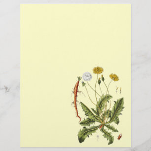 Vintage Dandelion Illustration Flyer