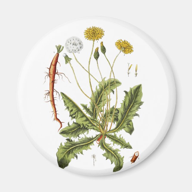 Vintage Dandelion Illustration Magnet (Front)