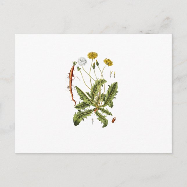 Vintage Dandelion Illustration Postcard (Front)