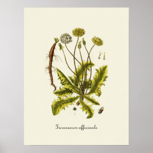 Vintage Dandelion Illustration Poster