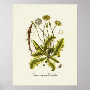 Vintage Dandelion Illustration Poster