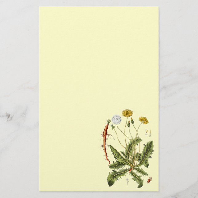 Vintage Dandelion Illustration Stationery (Front)