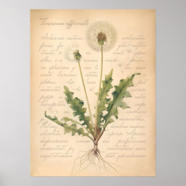 Vintage Dandelion Seed Head Botanical Poster (Front)