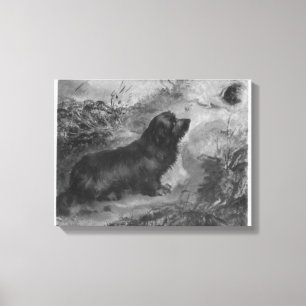 Vintage Dandie Dinmont Thomas MusgraveJoy Canvas Print