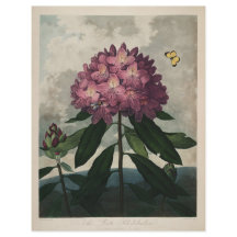 Vintage Dark Academia Botanical Print