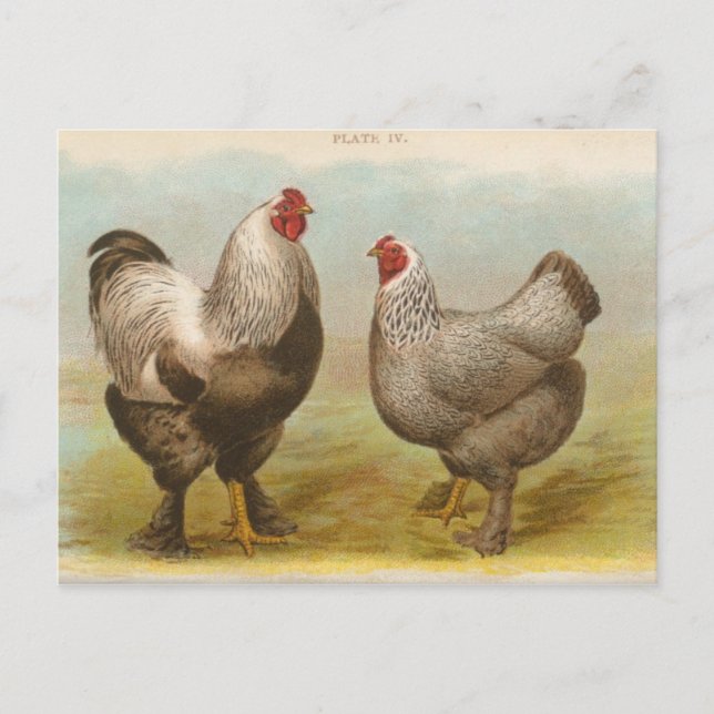 Vintage "Dark Brahama Chickens" Postcard (Front)