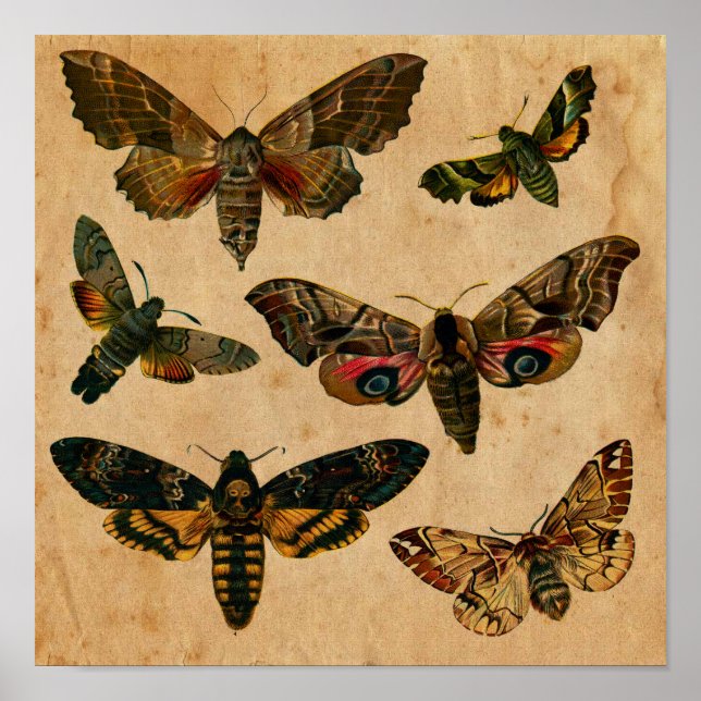 Vintage Dark Butterfly  Art Print (Front)