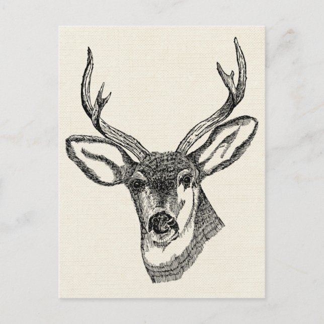 Vintage Deer Postcard (Front)