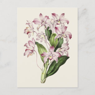 Vintage Dendrobium Flower Illustration Postcard