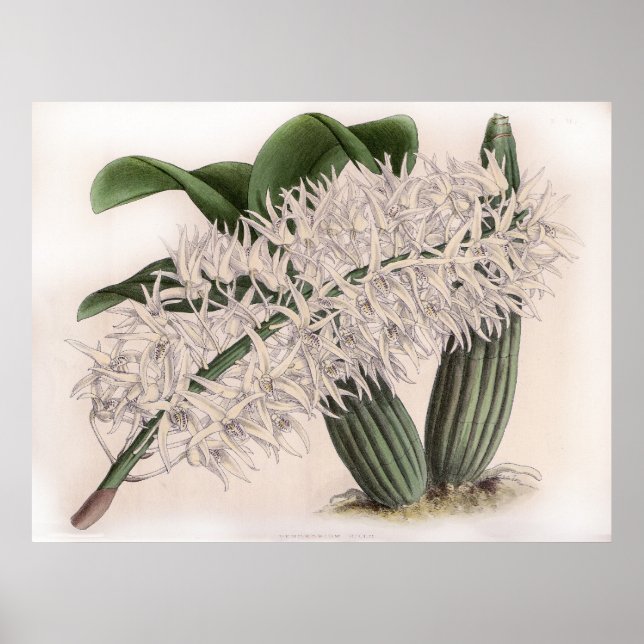 Vintage Dendrobium hillii Orchid Flower Poster (Front)