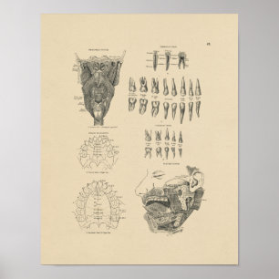 Vintage Dental Anatomy 1880 Print