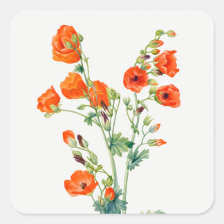 Vintage Desert Globemallow Botanical Illustration Square Sticker
