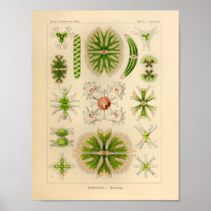 Vintage Desmidiea Colour Ernst Haeckel Print