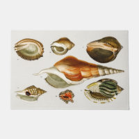Vintage Different types of mollusks shells