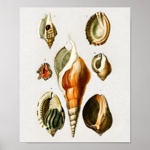 Vintage Different types of mollusks shells Poster