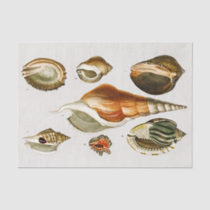 Vintage Different types of mollusks shells Tissue Paper