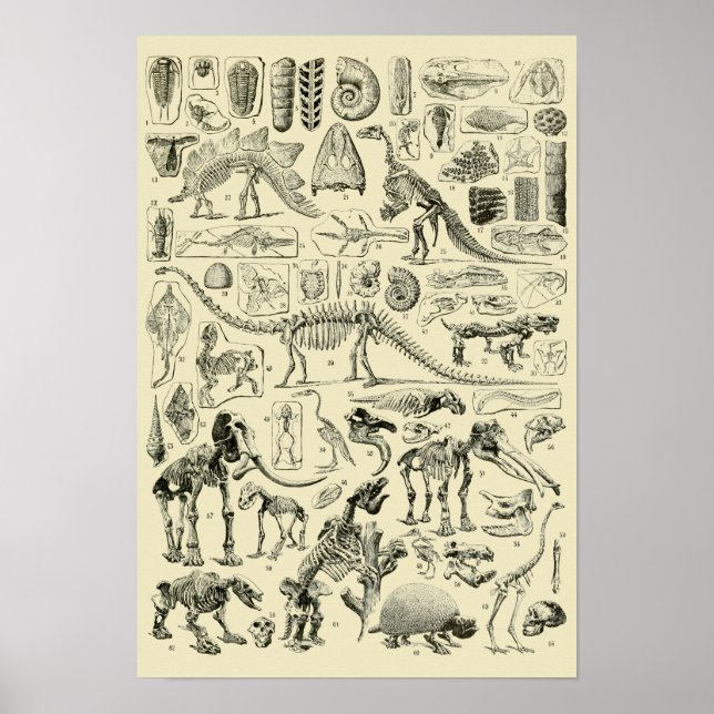 Vintage Dinosaur Bone Fossils Art Poster (Front)