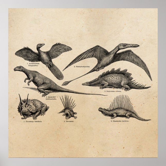 Vintage Dinosaur Illustration Retro Dinosaurs Poster (Front)