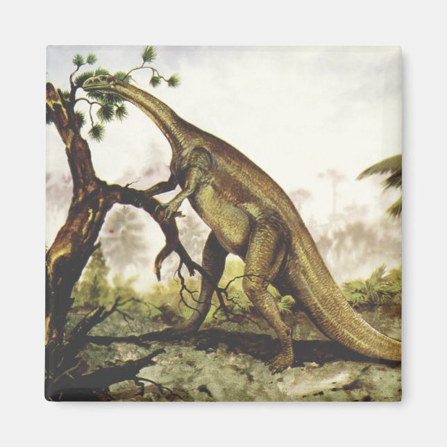 Vintage Dinosaurs, Plateosaurus Grazing on Trees Magnet (Front)