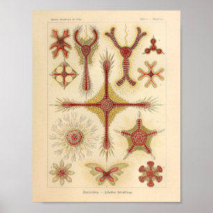 Vintage Discoidea Colour Ernst Haeckel Print
