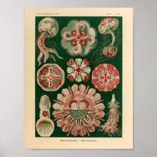 Vintage Discomedusae Colour Ernst Haeckel Art Poster