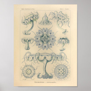 Vintage Discomedusae Colour Ernst Haeckel Print
