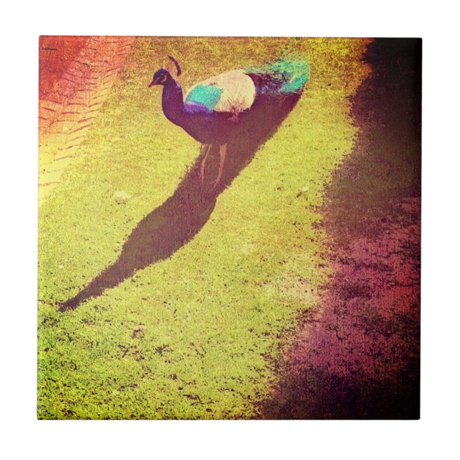 Vintage Distressed Peacock on green grass lawn Tile (Front)