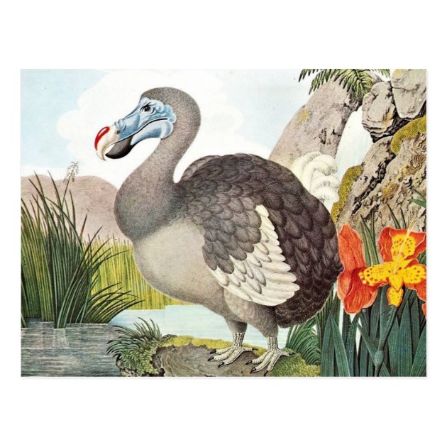 retro dodo retro dodo