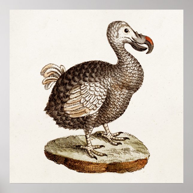 Vintage Dodo Bird Illustration 1700s Dodo Birds Poster (Front)
