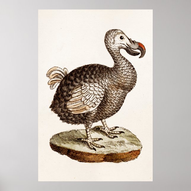 Vintage Dodo Bird Illustration 1700s Dodo Birds Poster (Front)