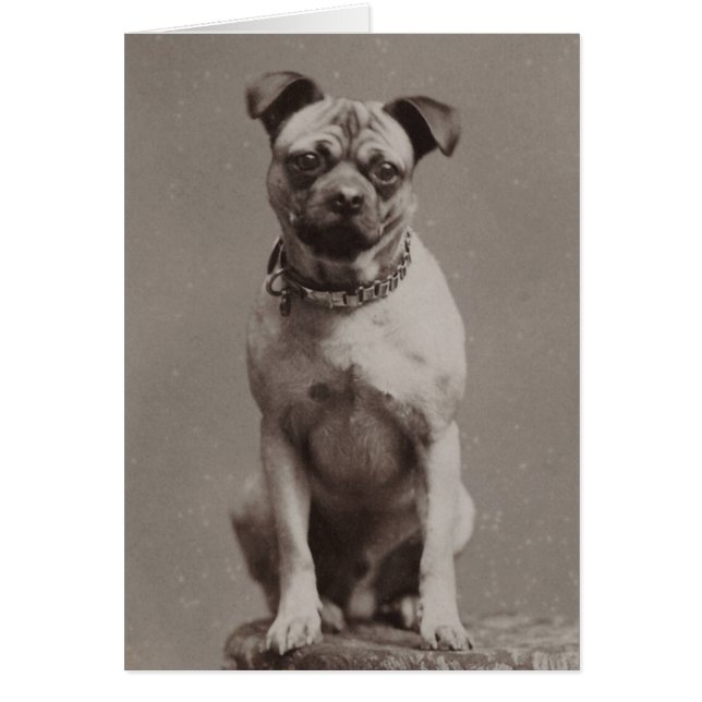 Vintage Dog (Front)