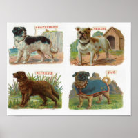 Vintage Dog Breed Illustration