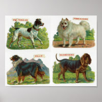 Vintage Dog Breed Illustration