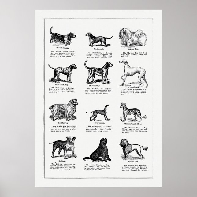 Vintage Dog Breed Illustration, Retro Dogs Poster (Front)