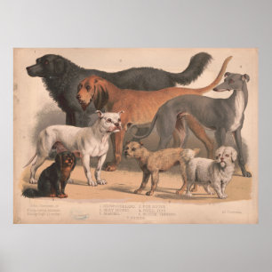 Vintage Dog Breeds Illustration (1874) Poster