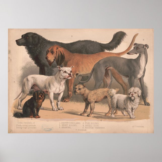 Vintage Dog Breeds Illustration (1874) Poster (Front)
