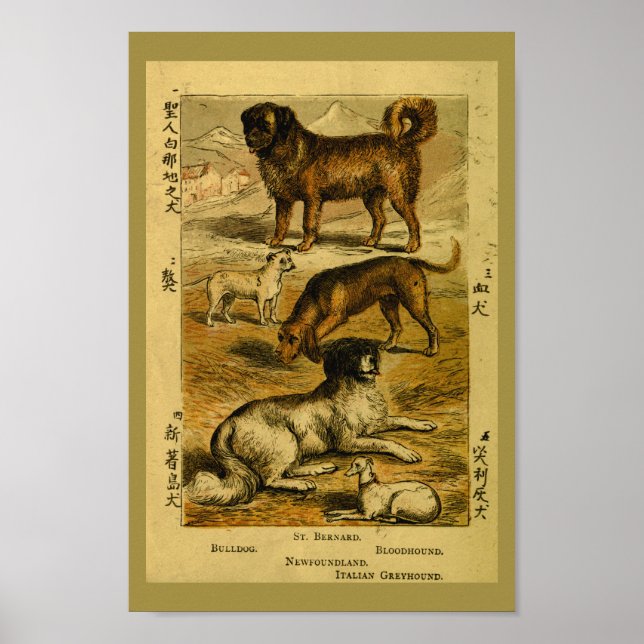 Vintage Dog Bulldog Natural History Print (Front)
