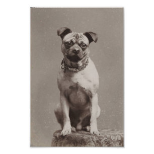 Vintage Dog Photo Print
