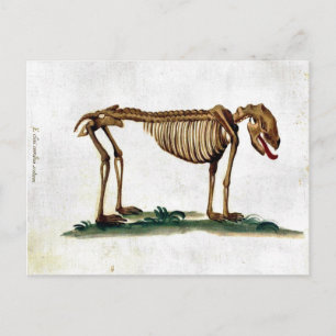 Vintage Dog Skeleton Postcard