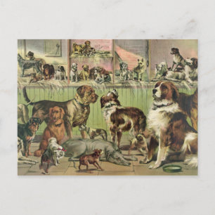 Vintage Dogs Postcard