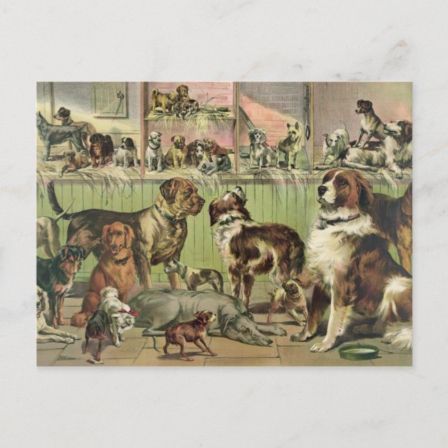 Vintage Dogs Postcard (Front)